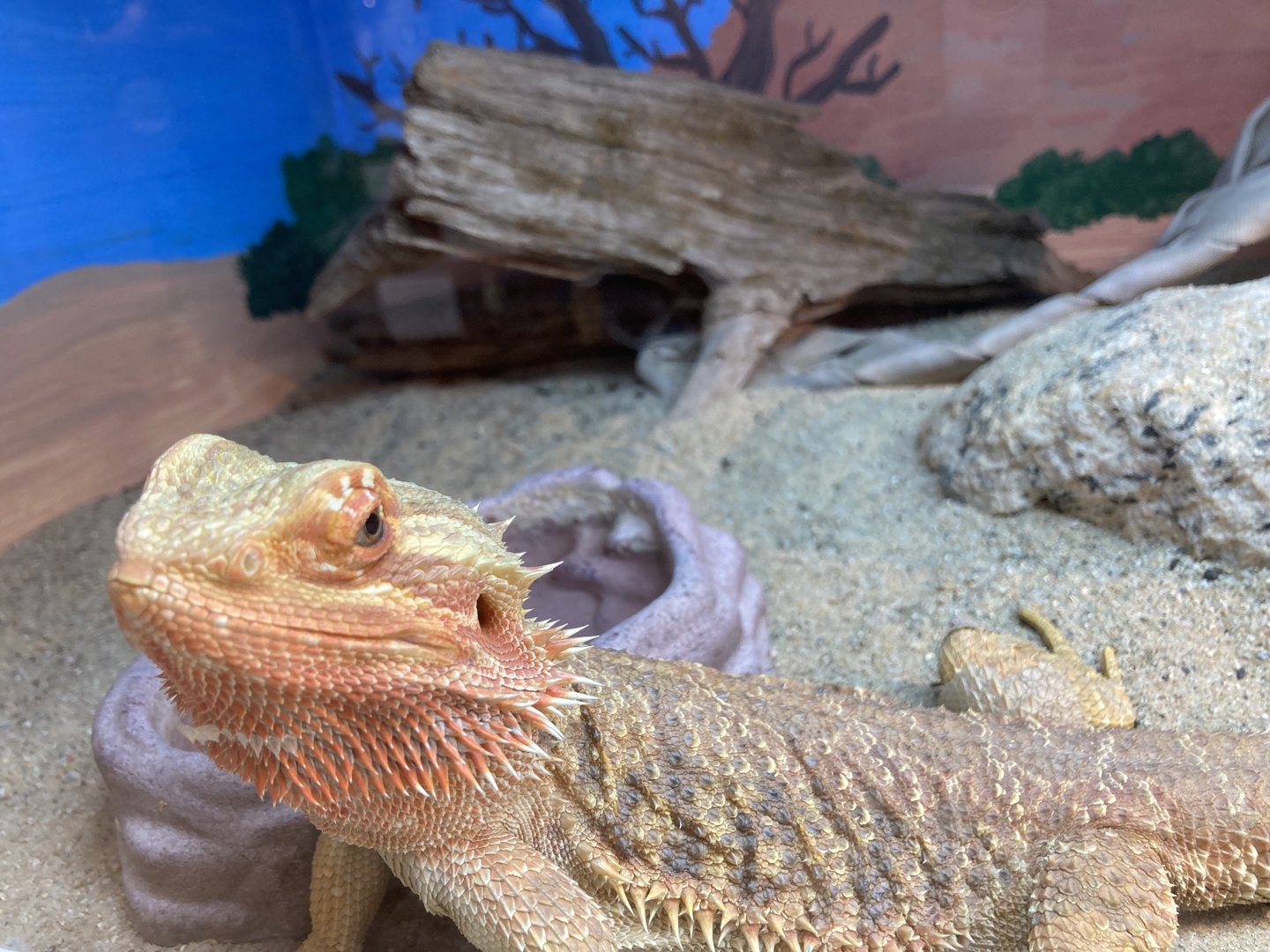 Bearded Dragon