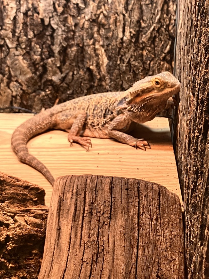 Bearded Dragon