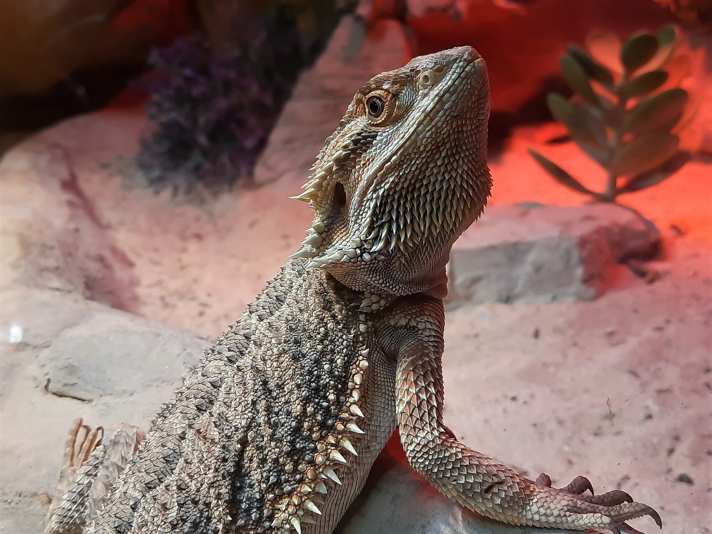 Bearded dragon