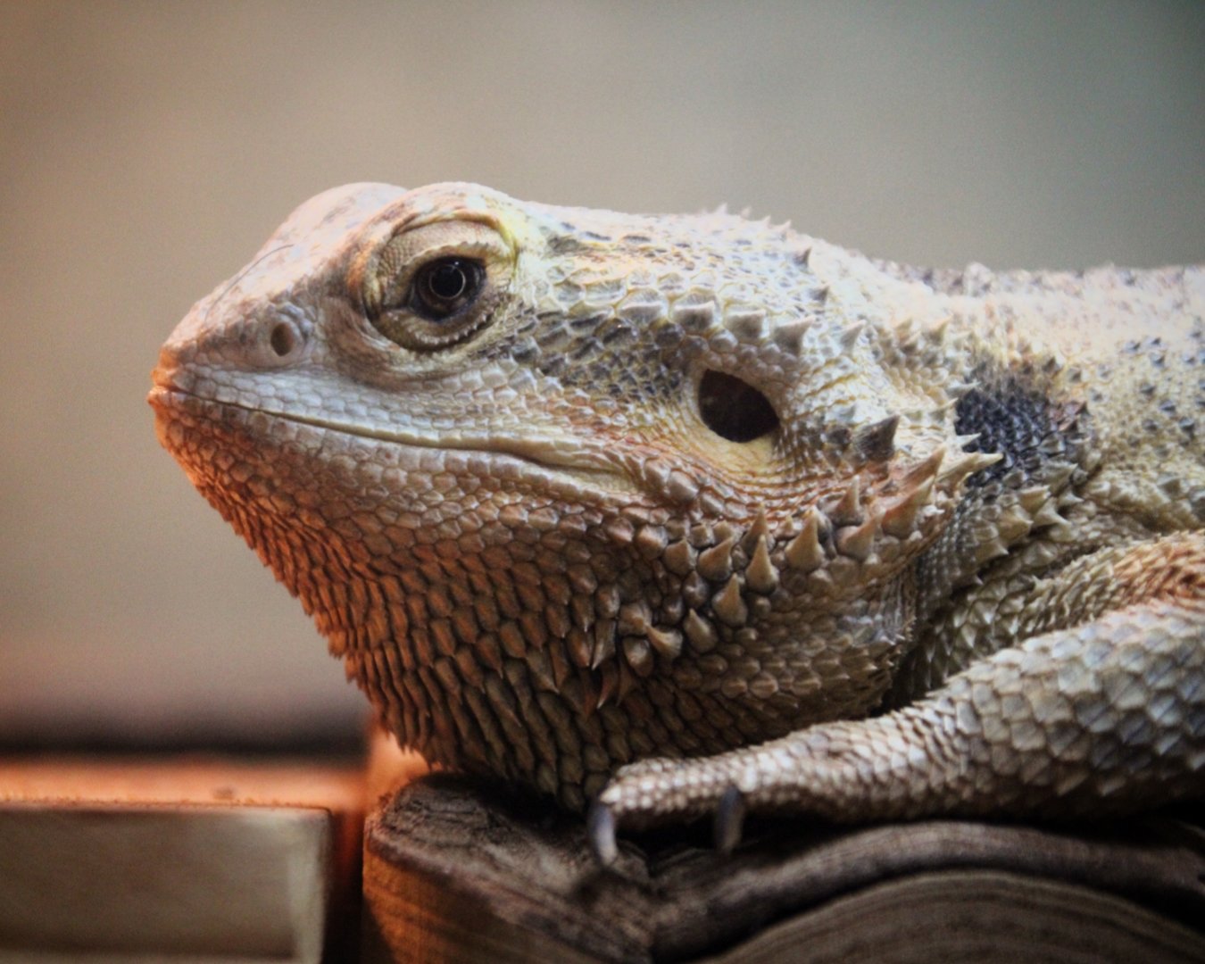 Bearded Dragon