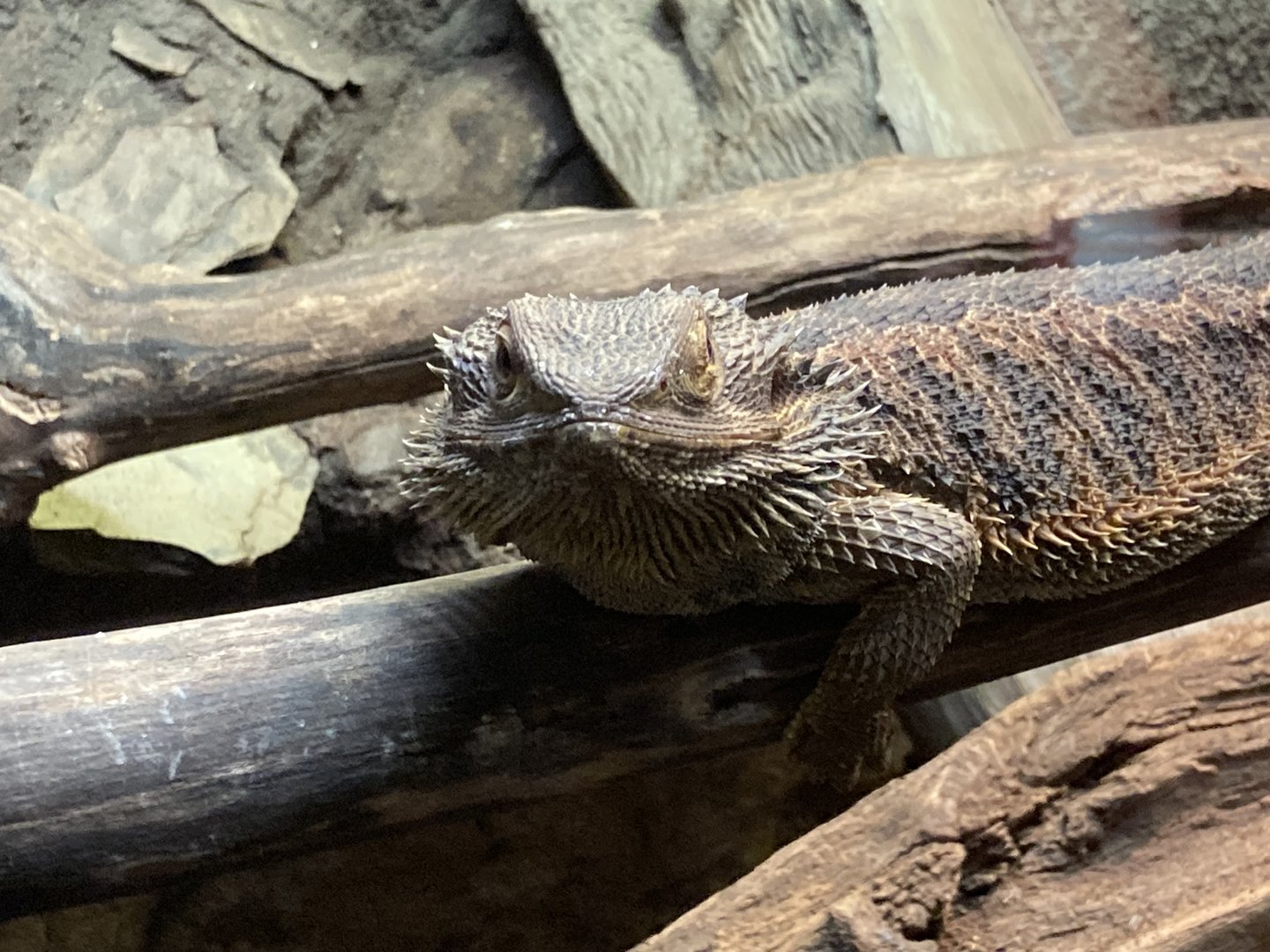 Bearded Dragon