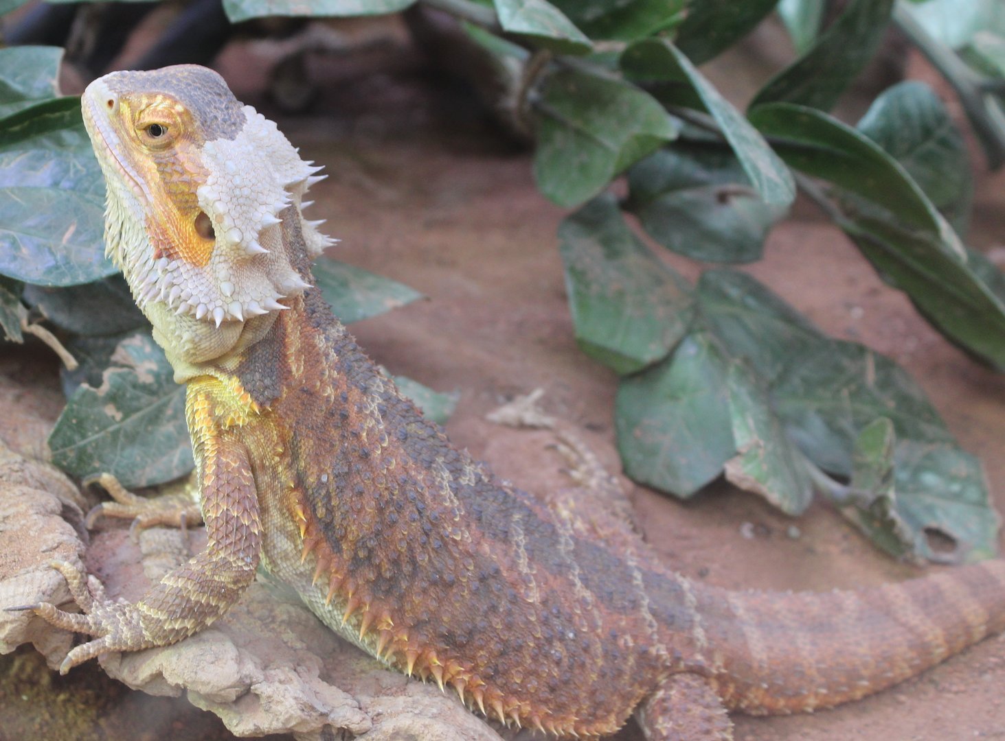 Bearded dragon