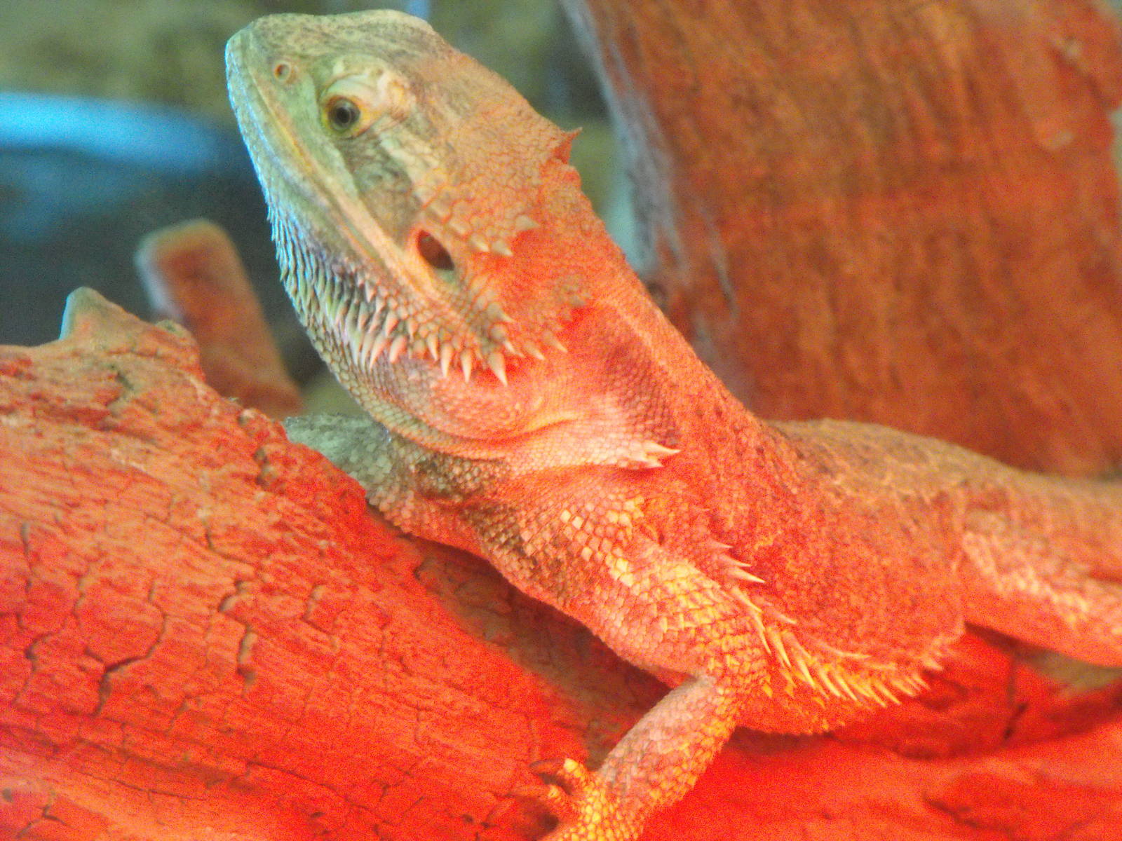 Bearded Dragon