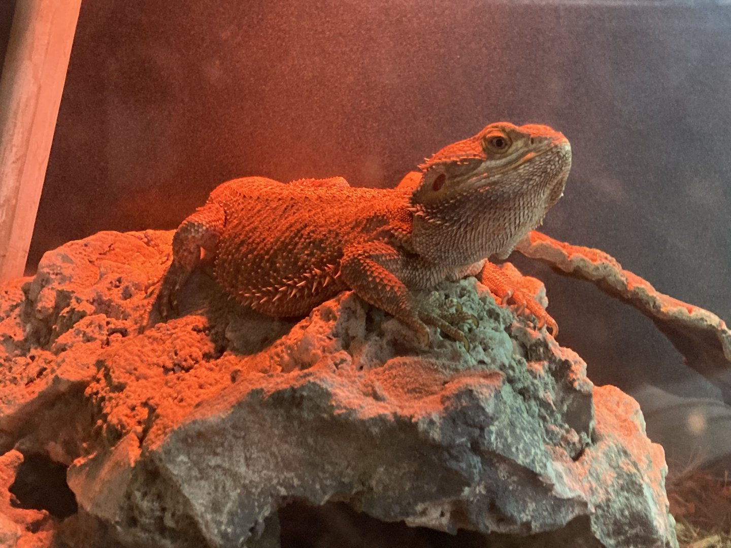 Bearded Dragon