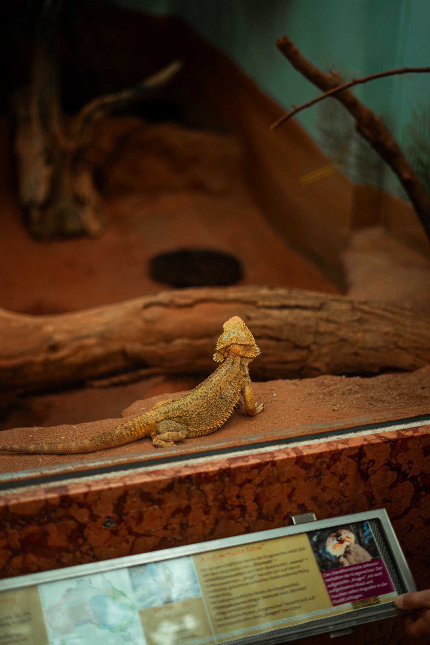 Bearded dragon