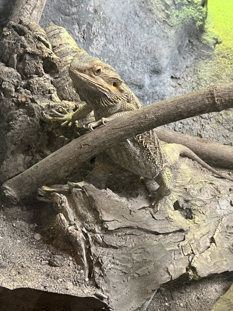 Bearded Dragon