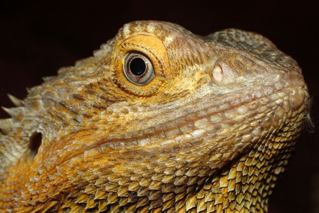 Bearded Dragon