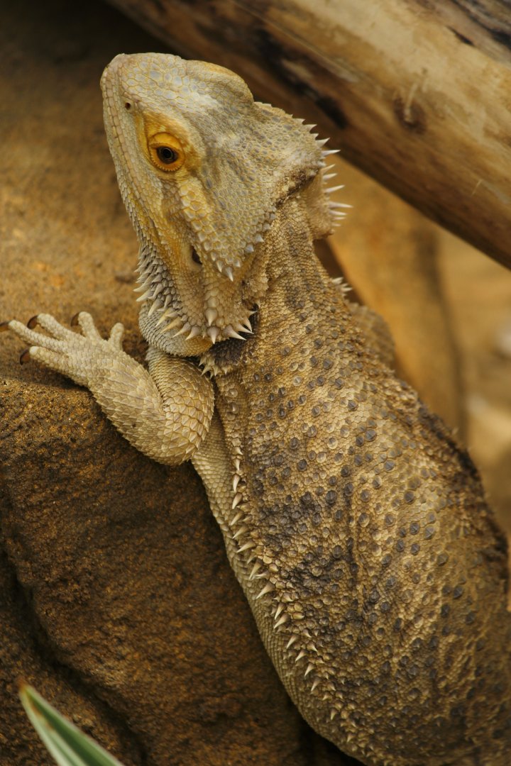 Bearded Dragon