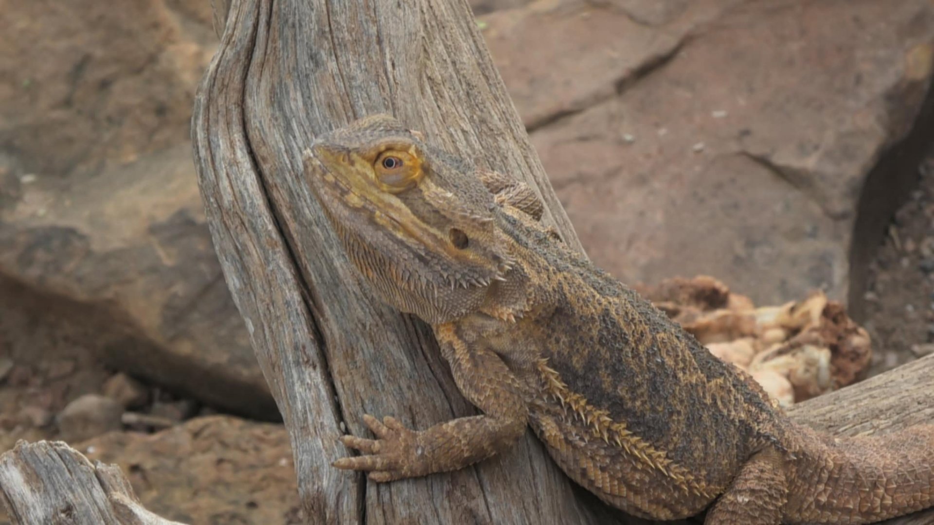 Bearded dragon