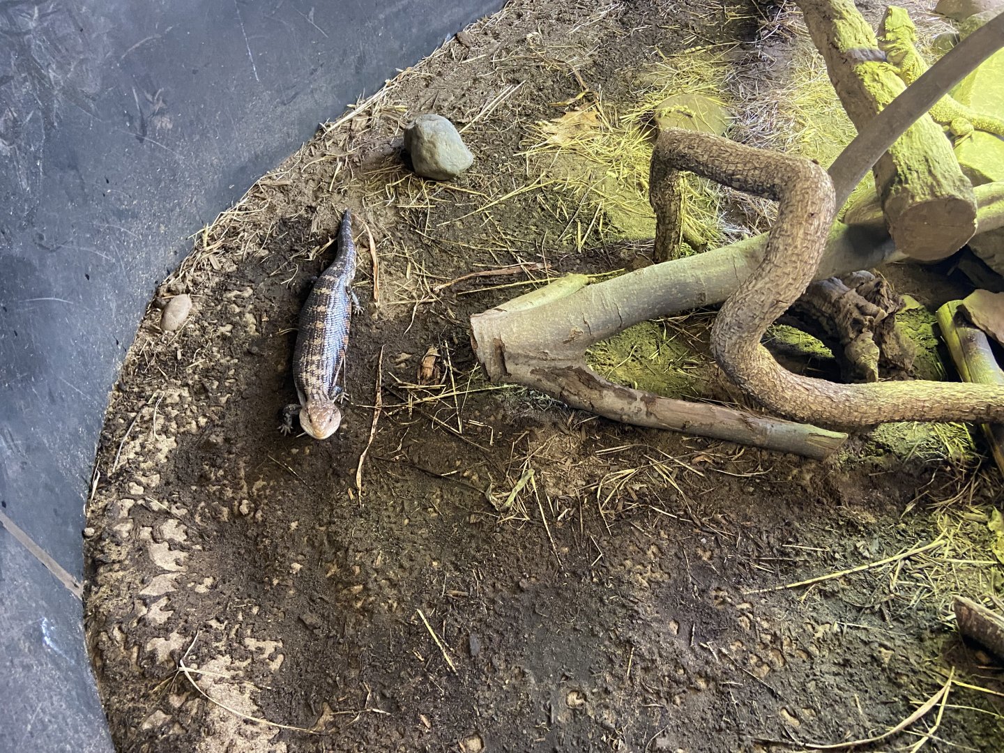 Bearded Dragons and Blue-Tongues, Open Top