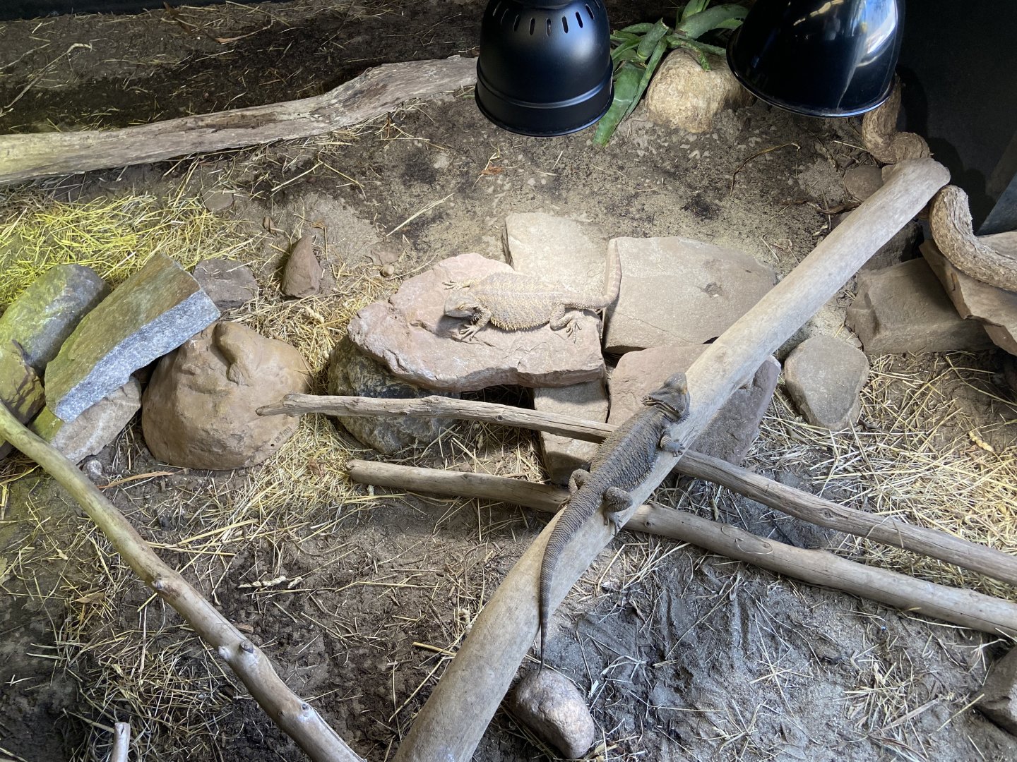 Bearded Dragons and Blue-Tongues