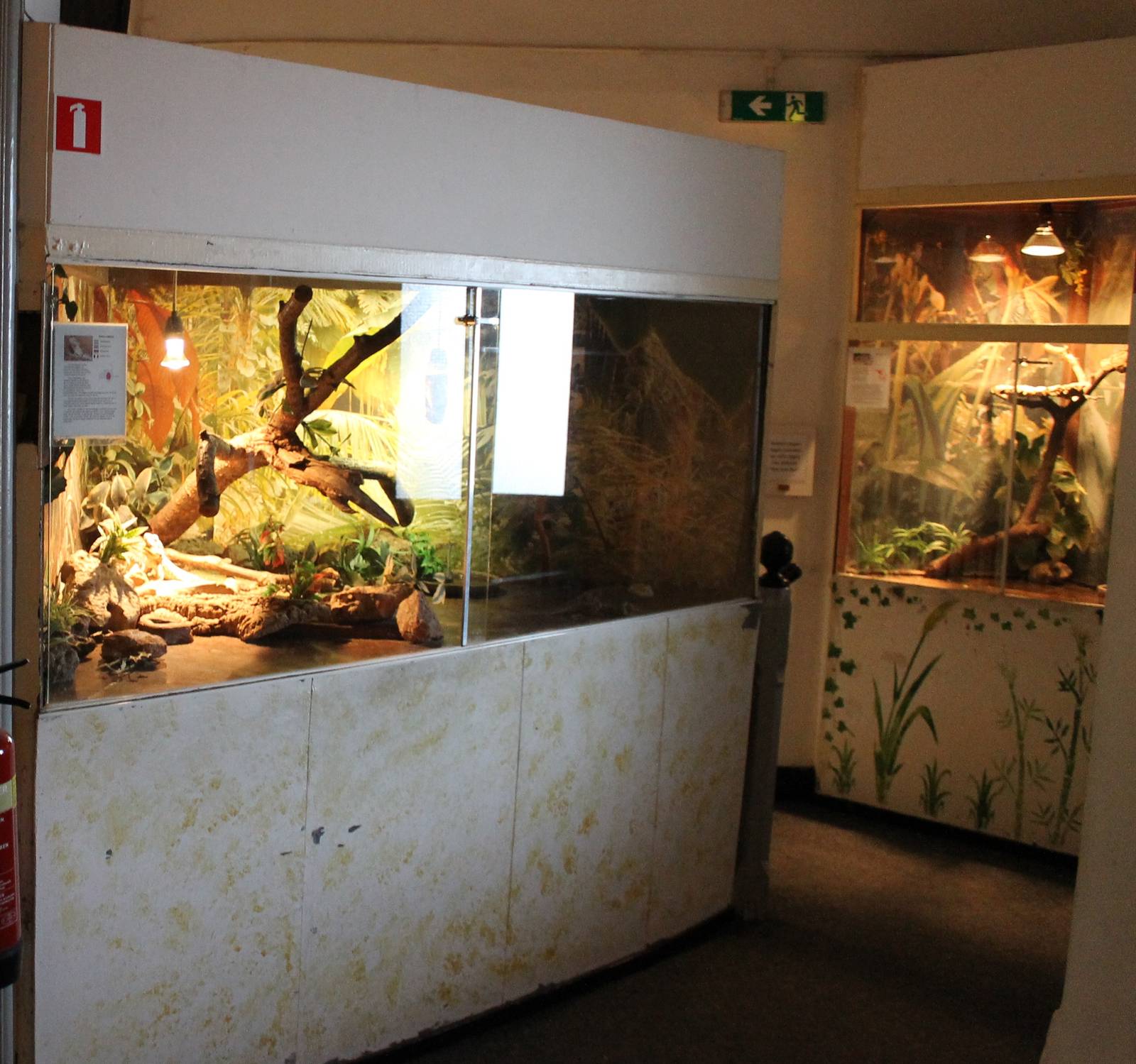 Bearded dragons and Tokay enclosures