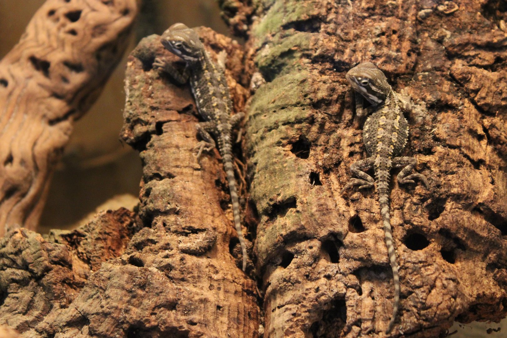Bearded dragons - juveniles