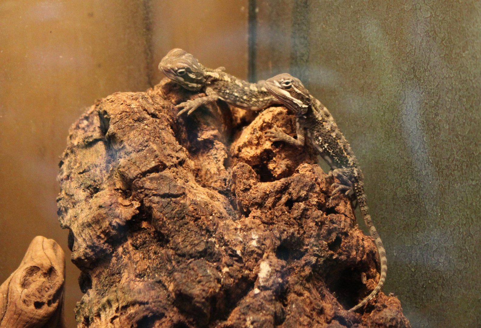 Bearded dragons - juveniles