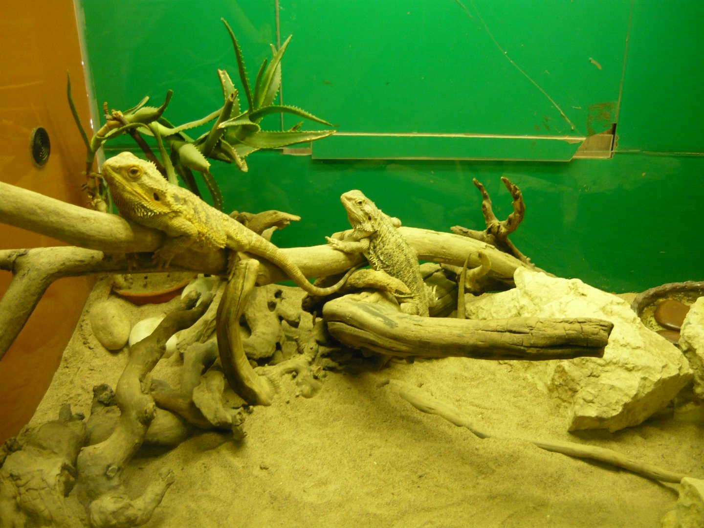 Bearded dragons (Pogona vitticeps)