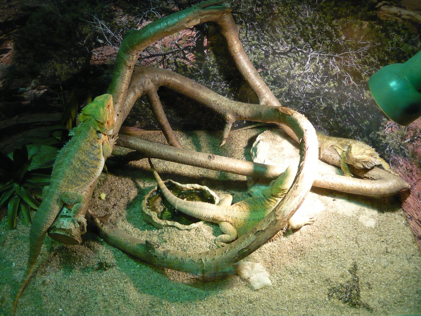 Bearded dragons (Pogona vitticeps)