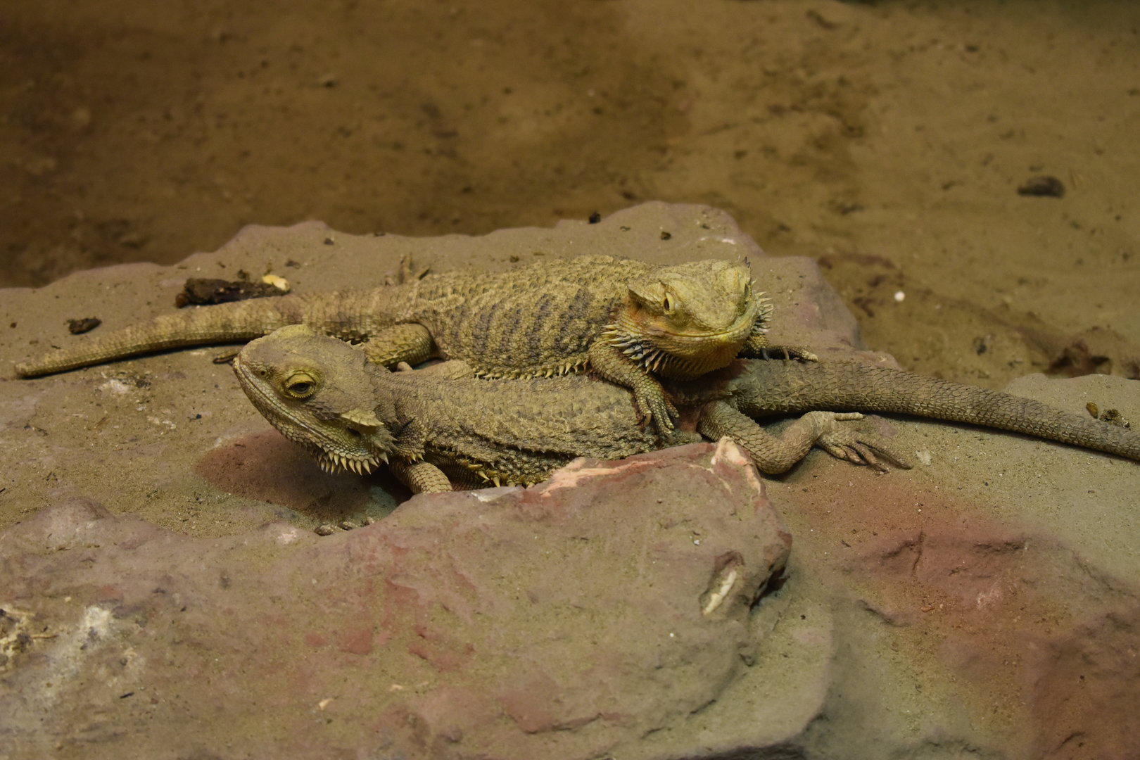Bearded dragons (Pogona vitticeps)
