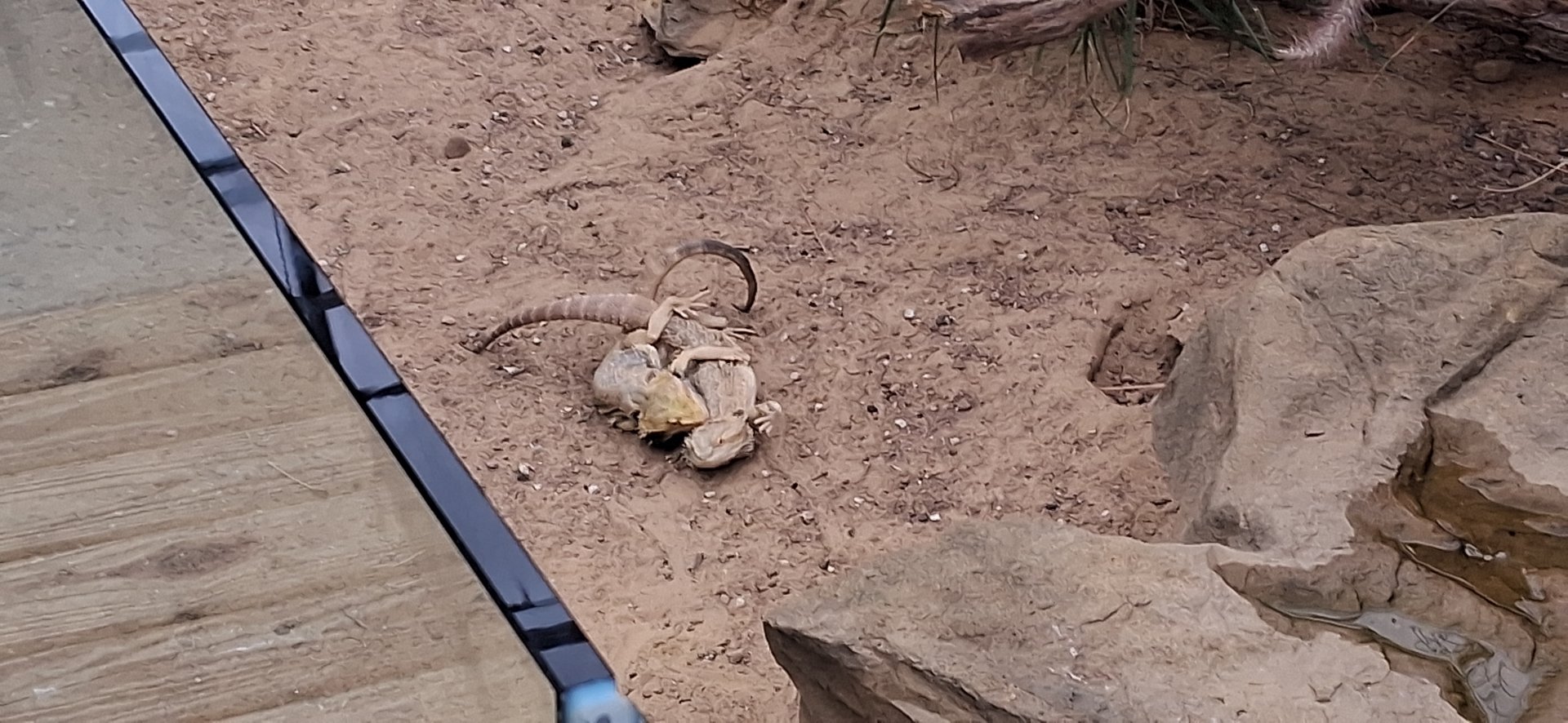 Bearded dragons wrestling