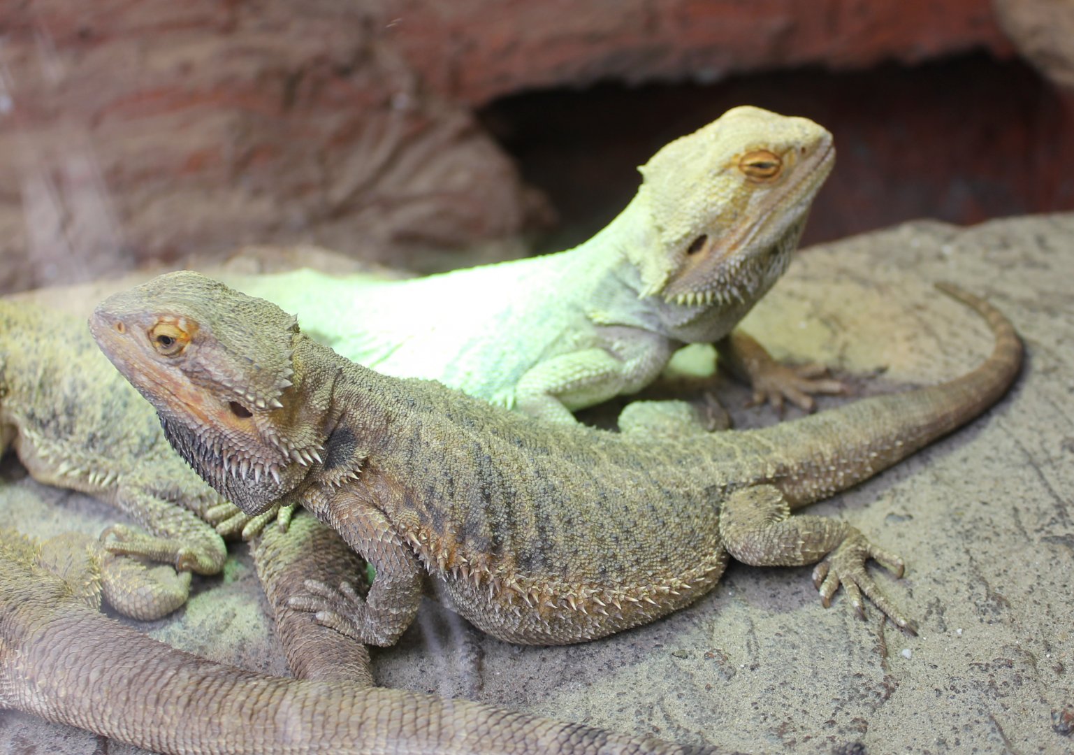 Bearded dragons