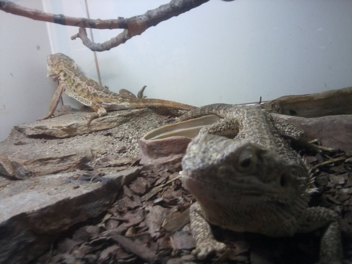 Bearded Dragons