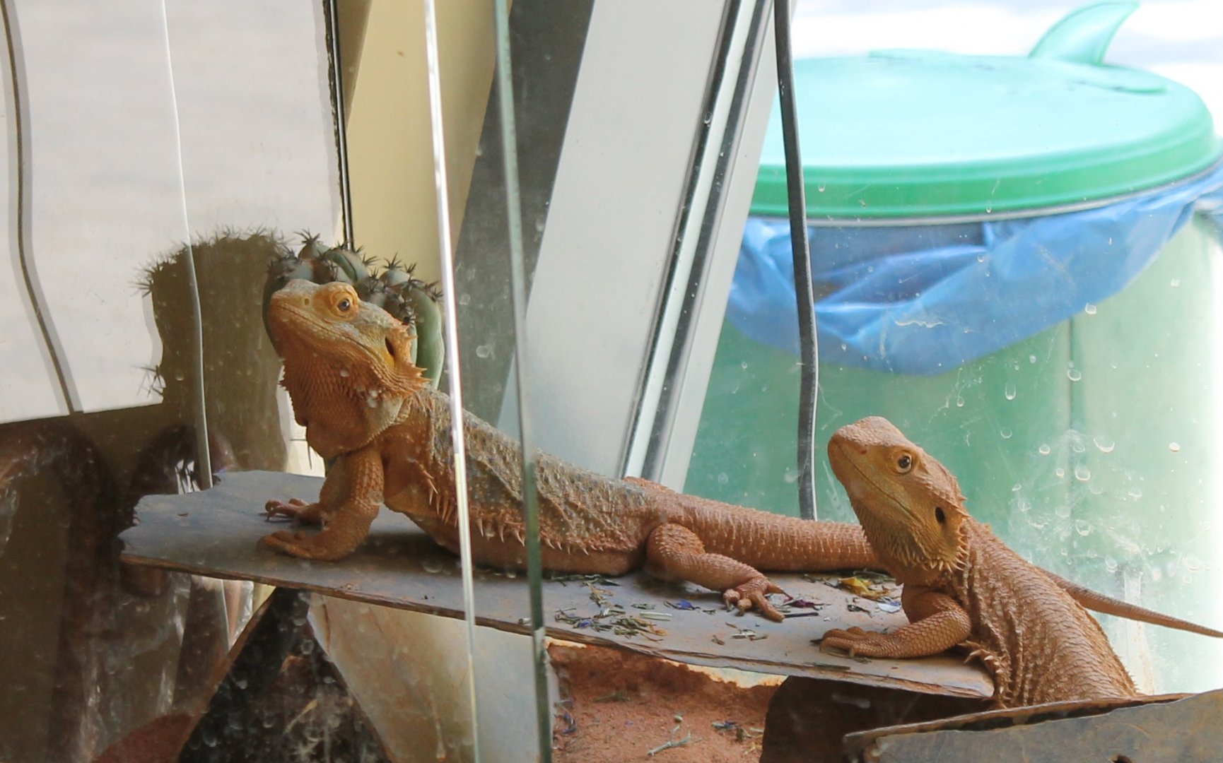 Bearded dragons