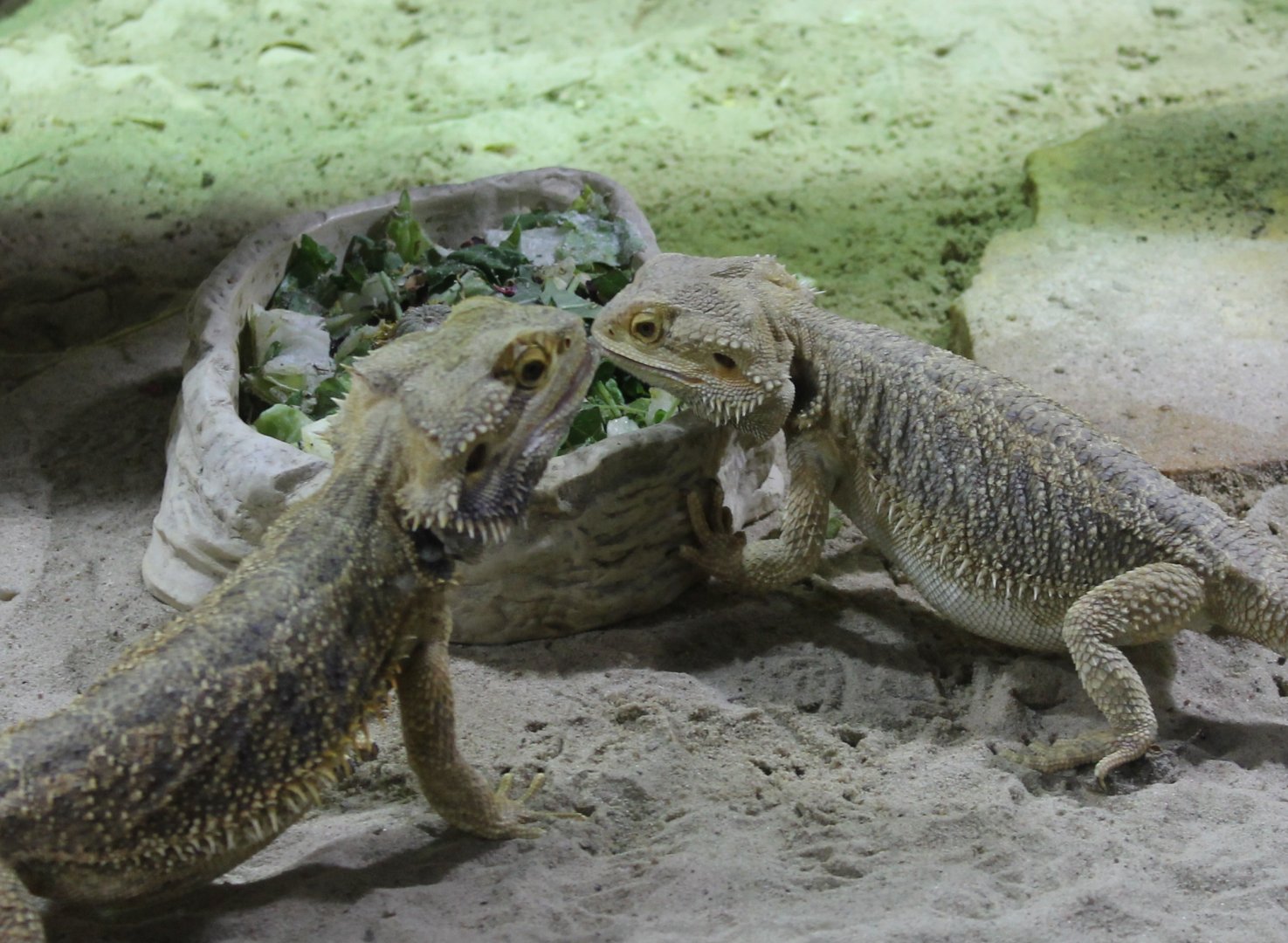 Bearded dragons