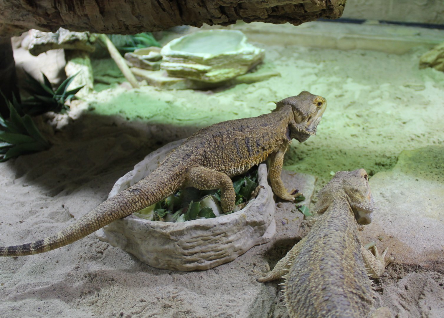 Bearded dragons