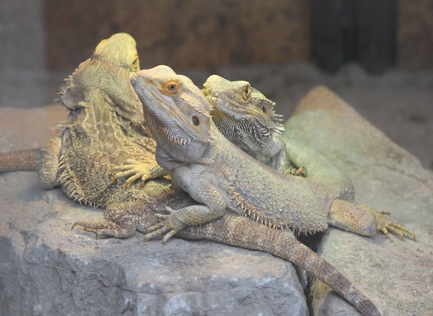 Bearded dragons