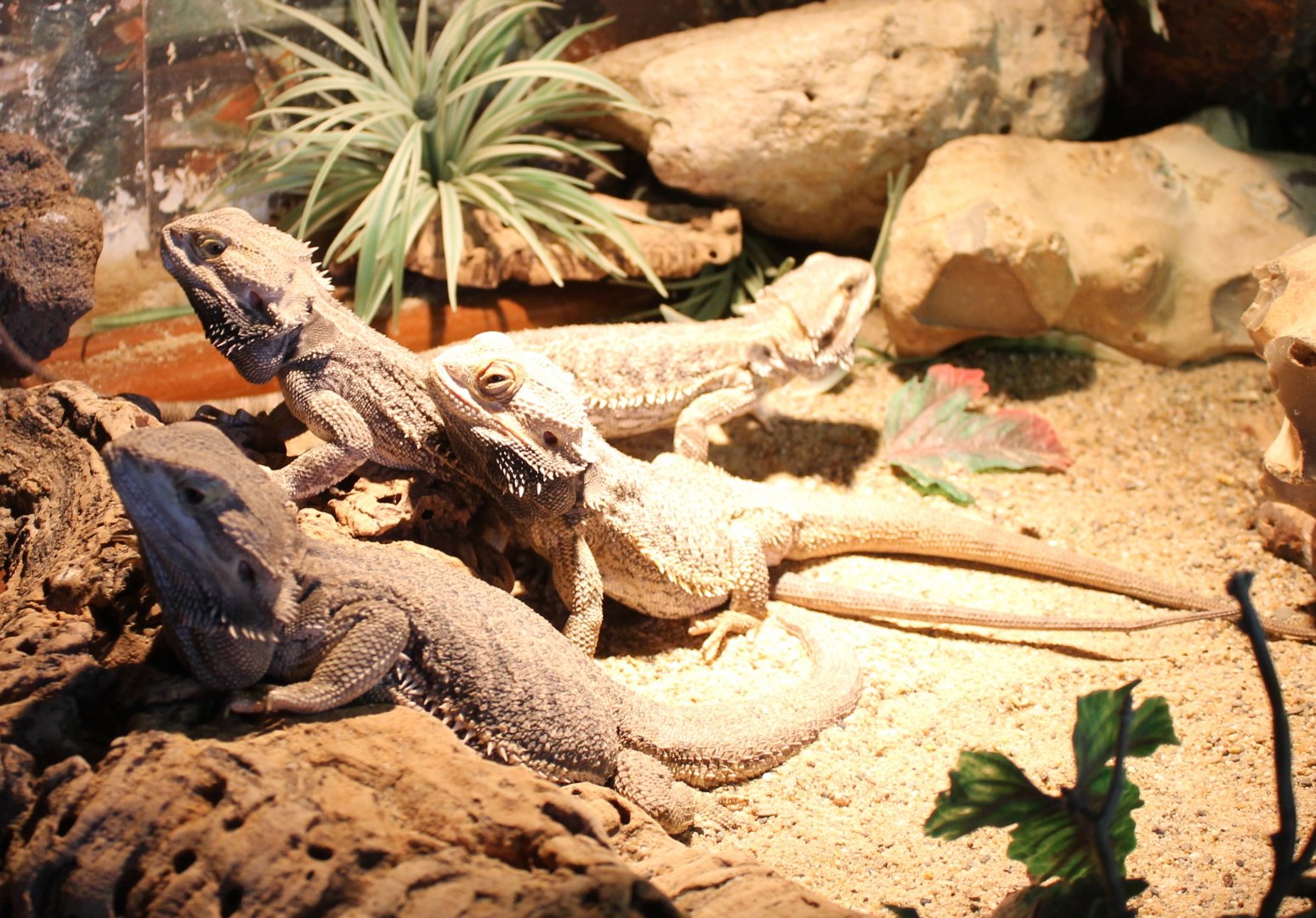 Bearded dragons