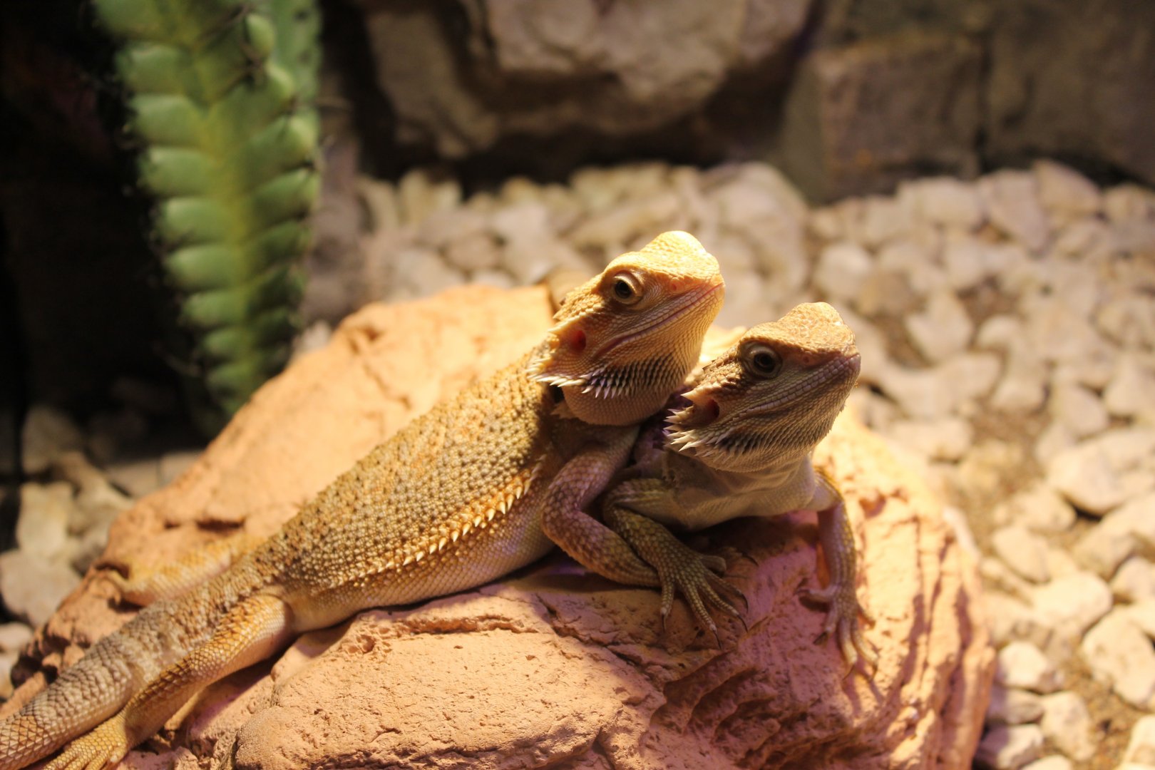 Bearded dragons