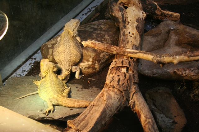 Bearded Dragons