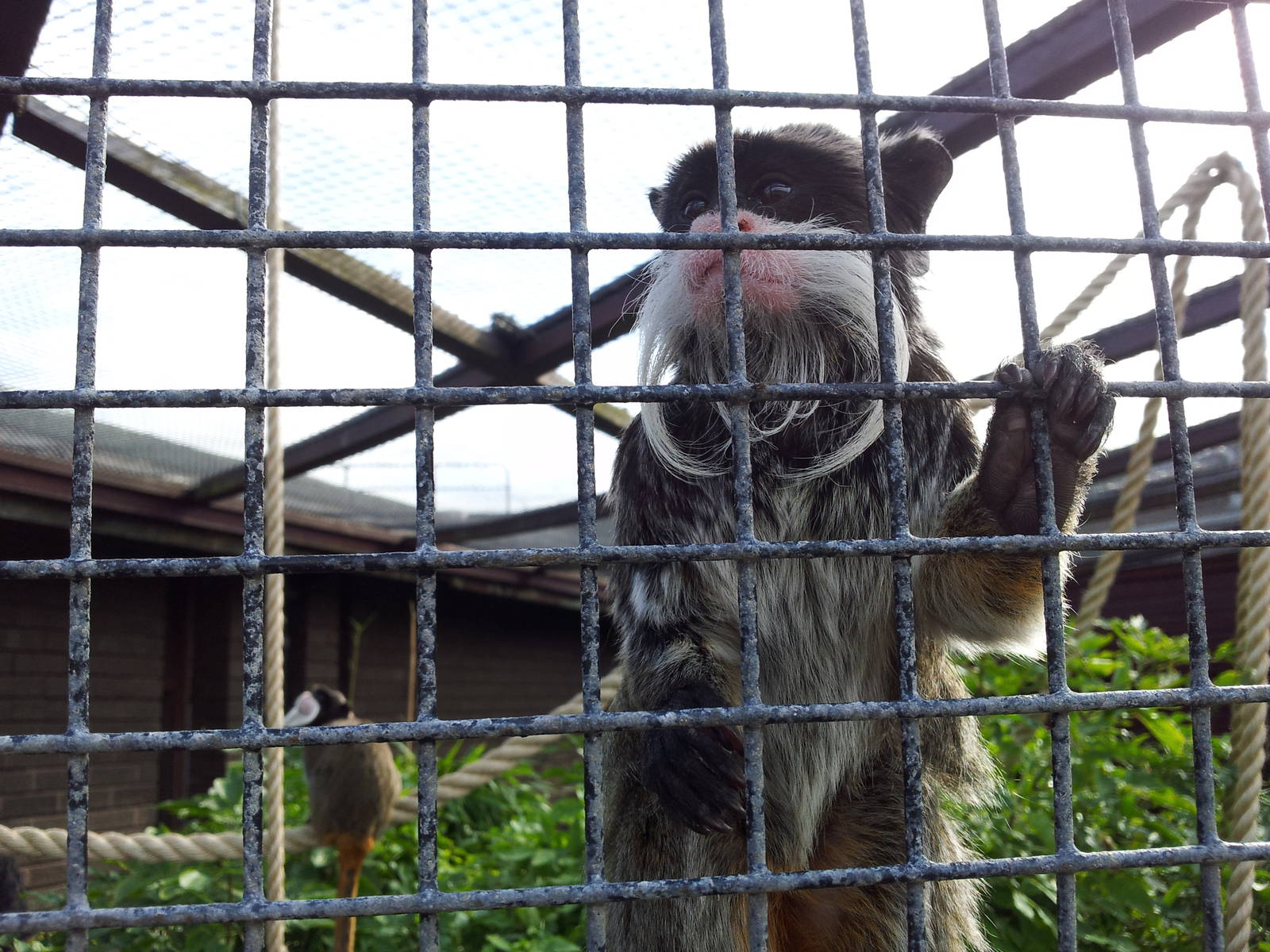 Bearded Emperor Tamarin - 01/10/2011