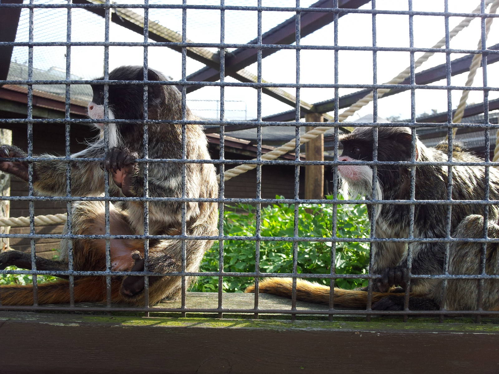 Bearded Emperor Tamarin - 01/10/2011