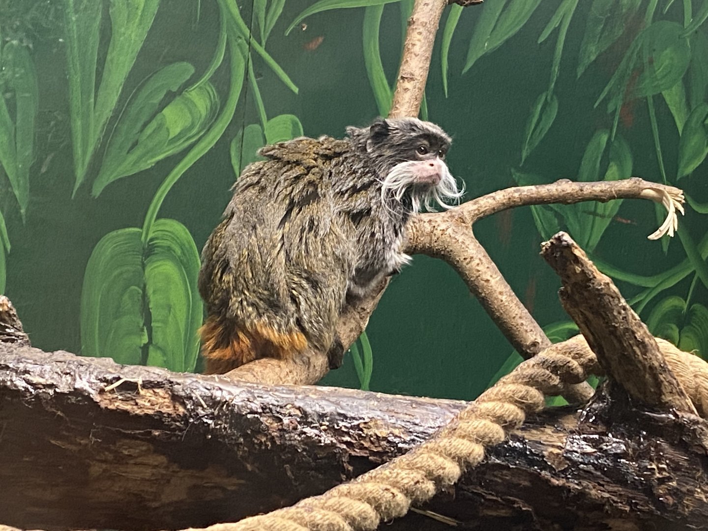 Bearded emperor tamarin 200922