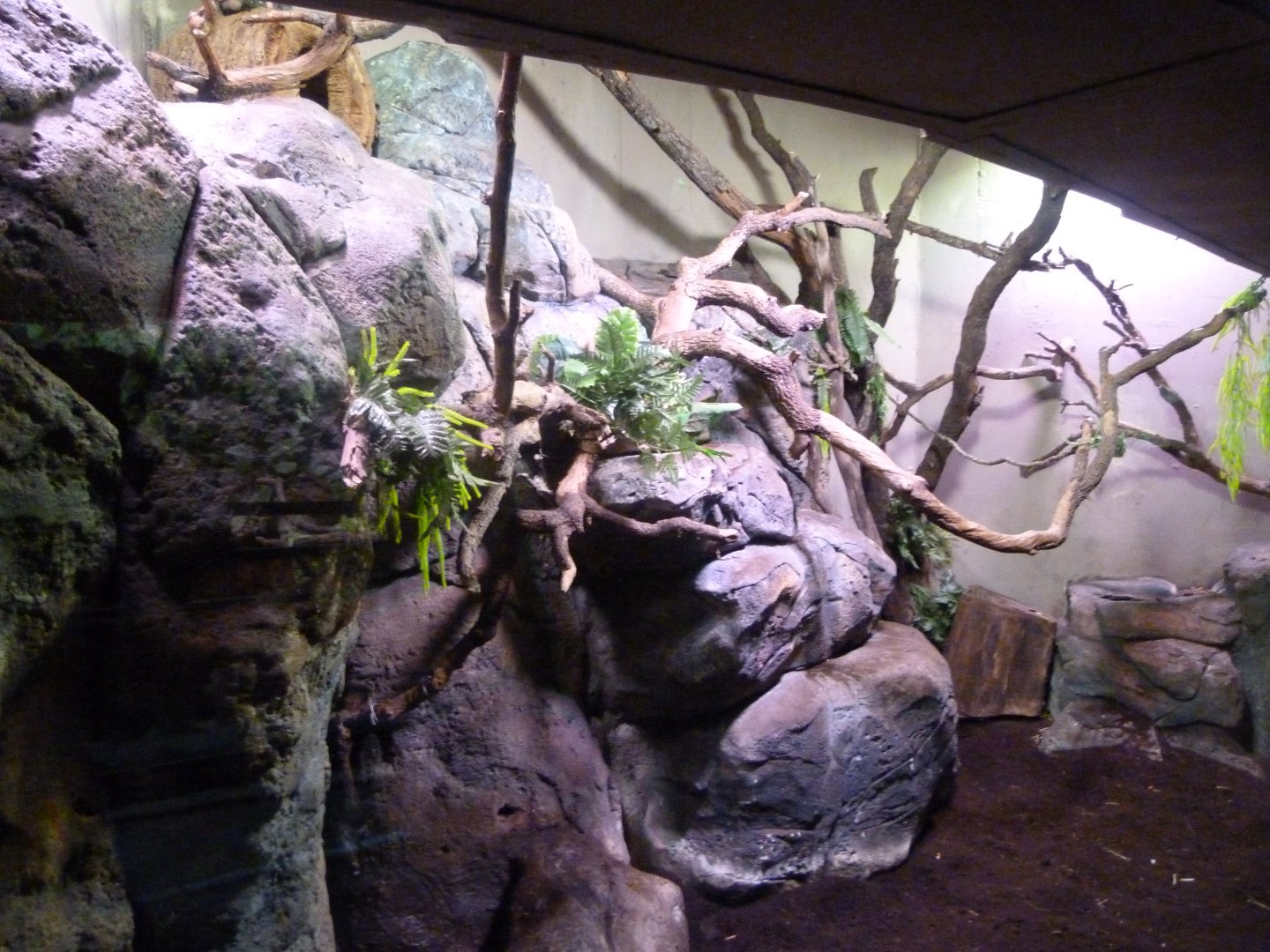 Bearded emperor tamarin and Brazilian porcupine exhibit -Faunia (2025)