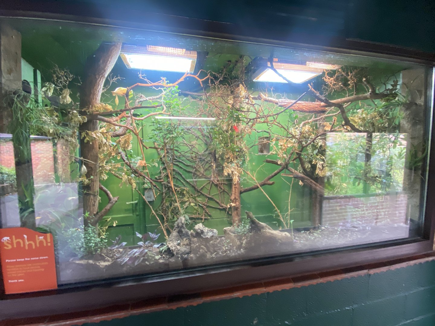 Bearded emperor tamarin and Pygmy marmoset enclosure 150725