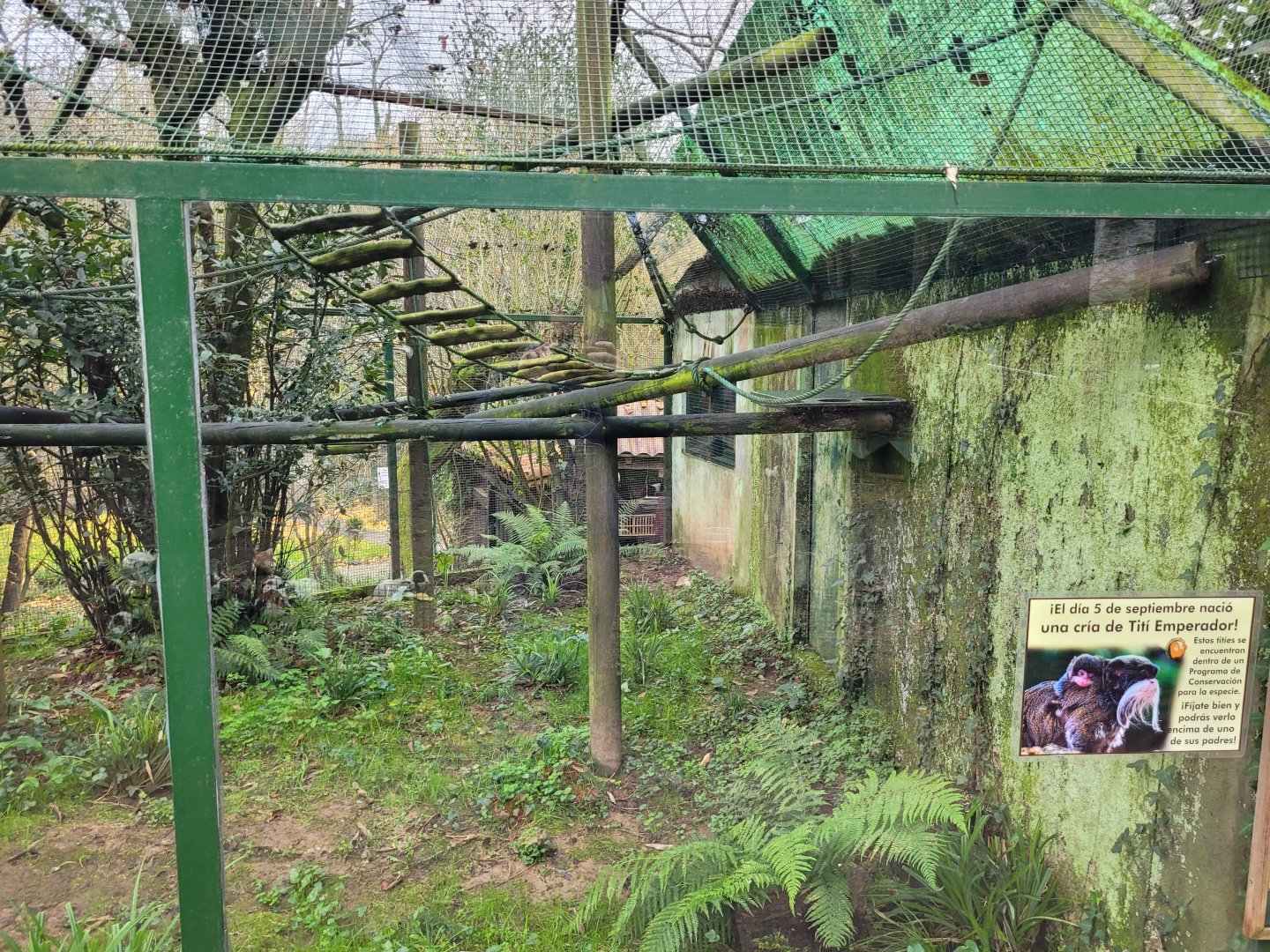Bearded emperor tamarin exhibit -Zoo de Santillana del Mar (2023)