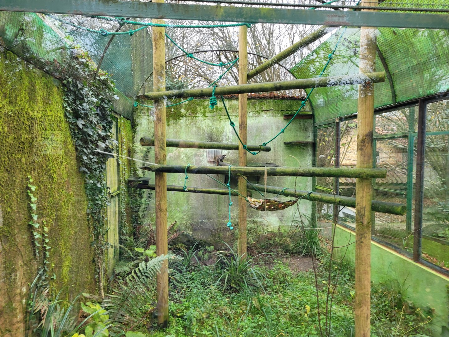Bearded emperor tamarin exhibit -Zoo de Santillana del Mar (2023)