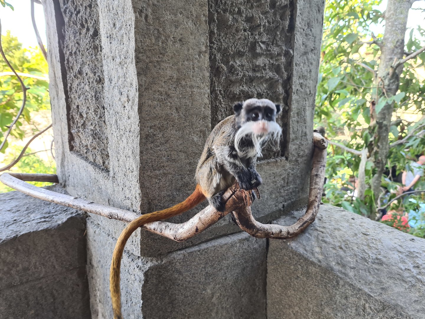 Bearded emperor tamarin in Monkey ruins