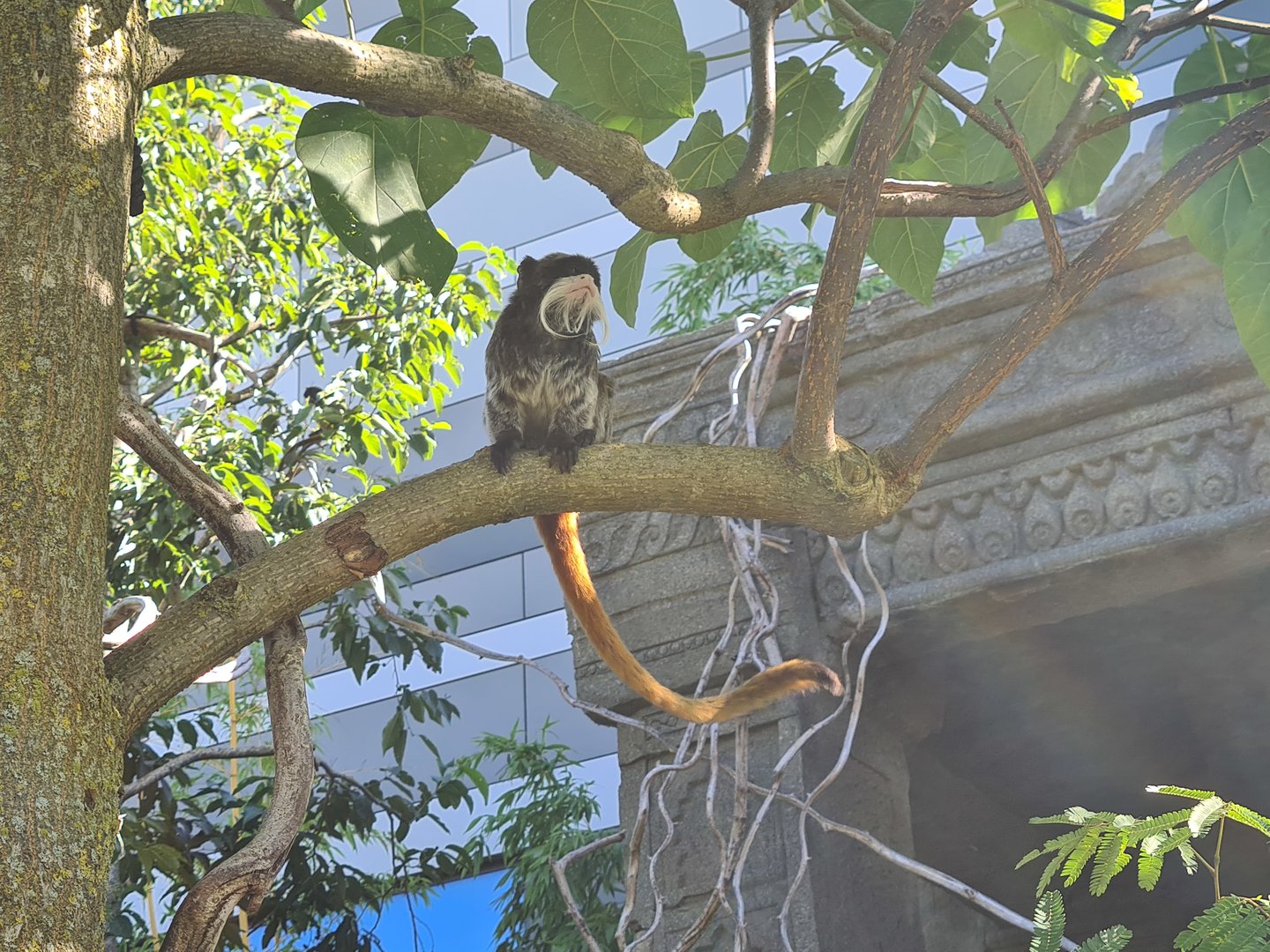 Bearded emperor tamarin in Monkey ruins
