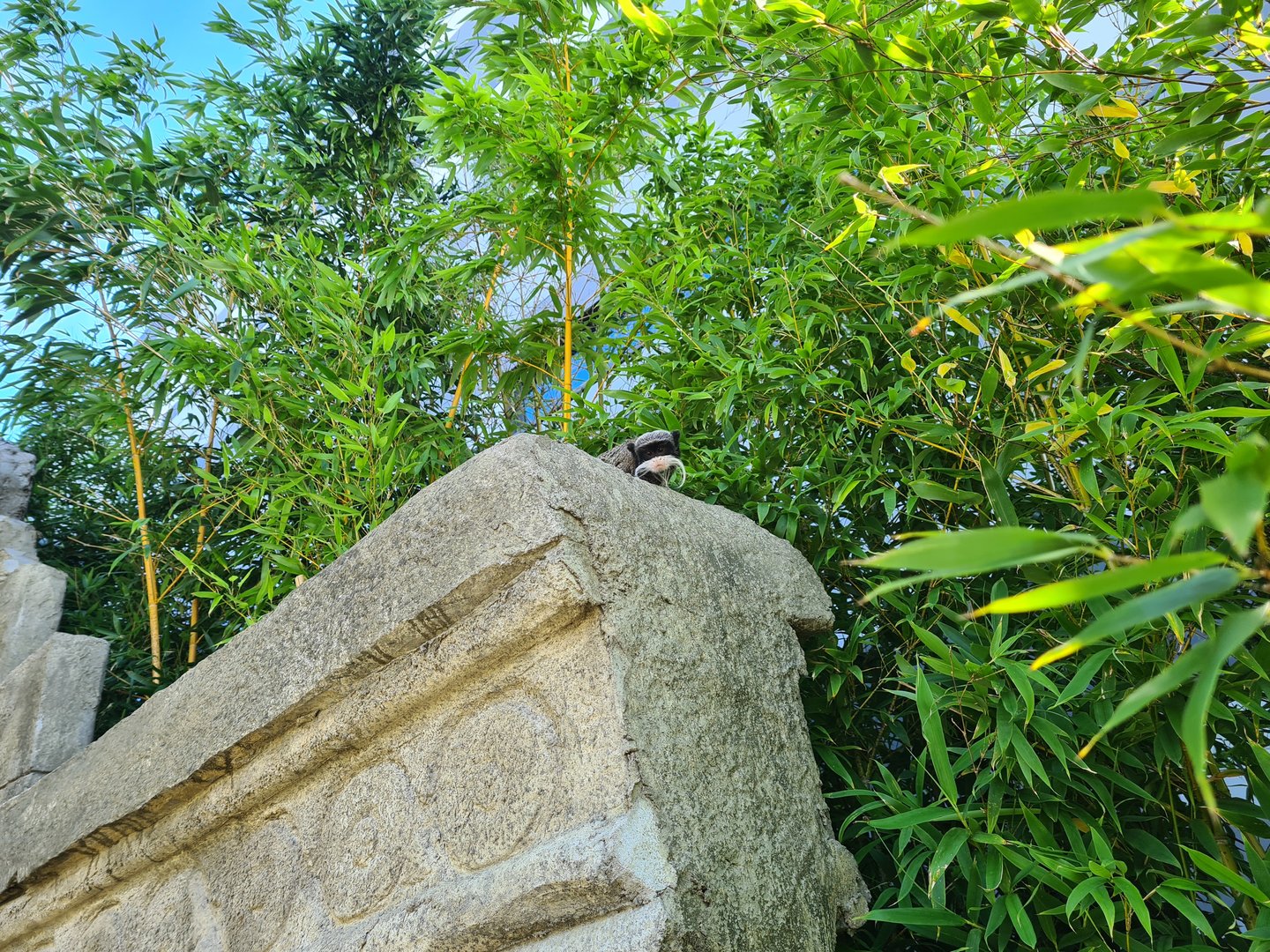 Bearded emperor tamarin on Monkey ruins