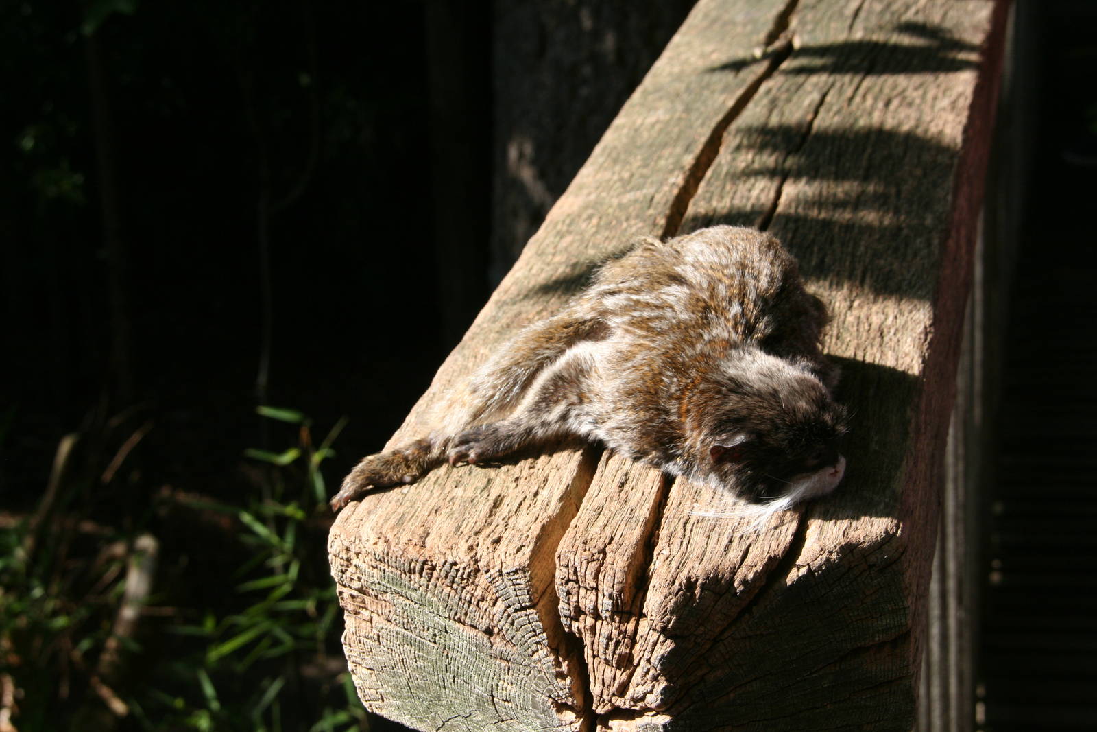 Bearded emperor tamarin relaxing in the sun