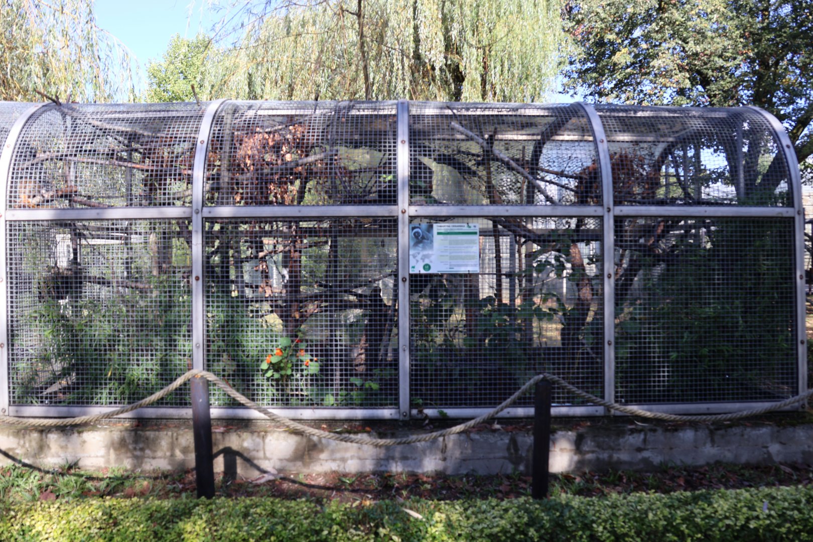 Bearded Emperor Tamarin (Saguinis imperator subgrisescens)