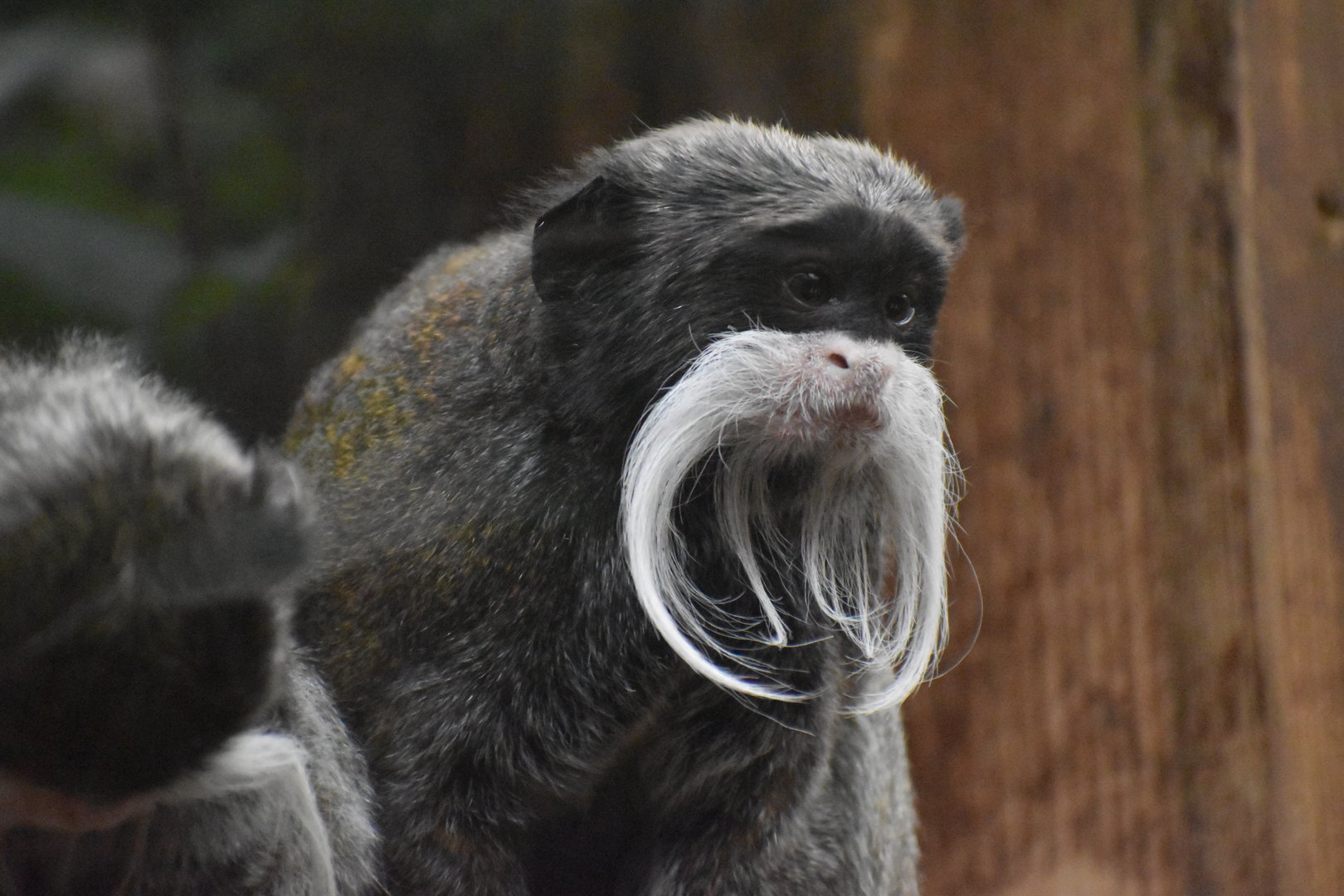 Bearded emperor tamarin - Saguinus imperator subgrisecens