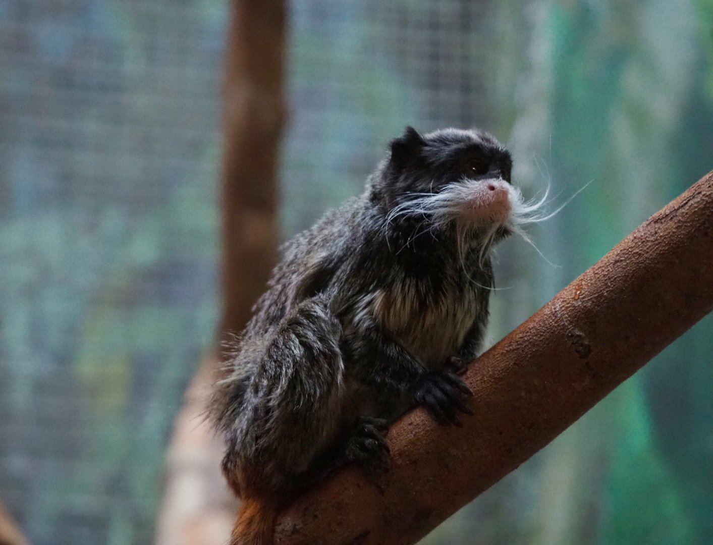 Bearded emperor tamarin (Saguinus imperator subgrisescens), 2019-12-30