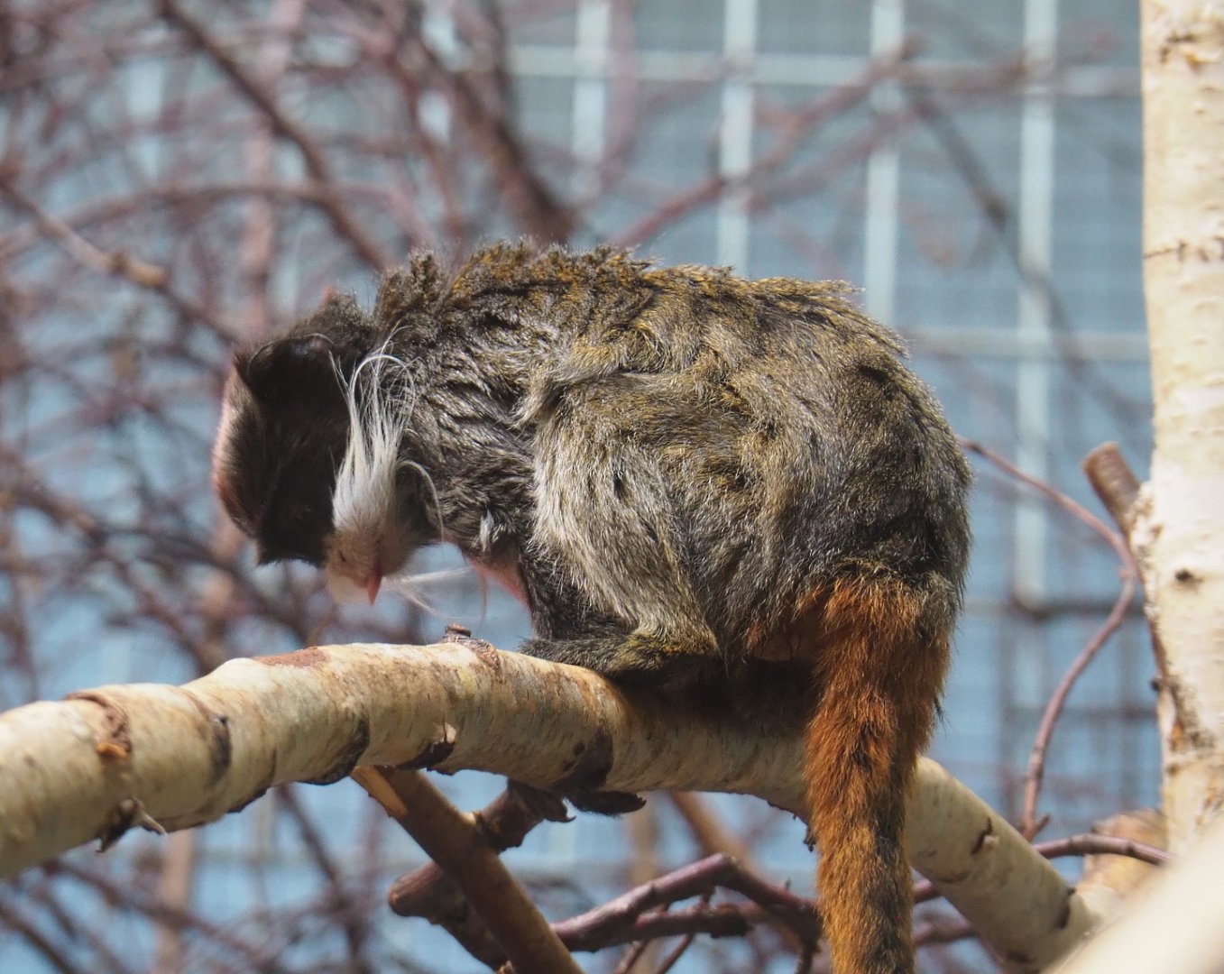 Bearded emperor tamarin (Saguinus imperator subgrisescens), 2021-07-17
