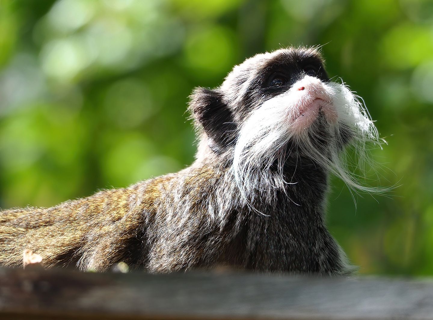 Bearded emperor tamarin (Saguinus imperator subgrisescens), 2022-08-28