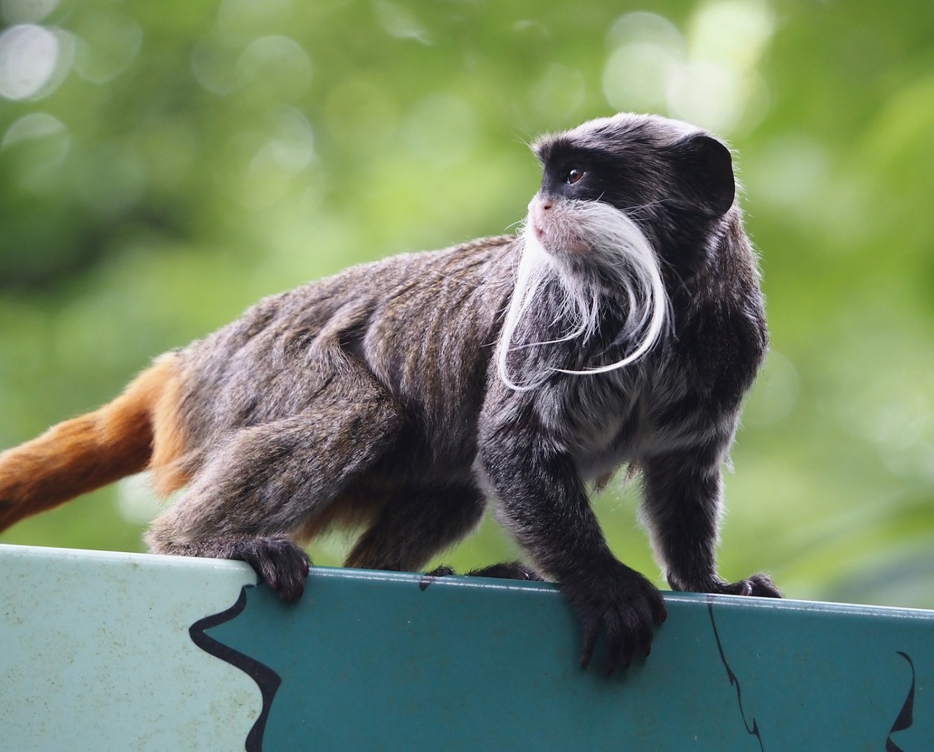 Bearded emperor tamarin (Saguinus imperator subgrisescens), 2024-08-18
