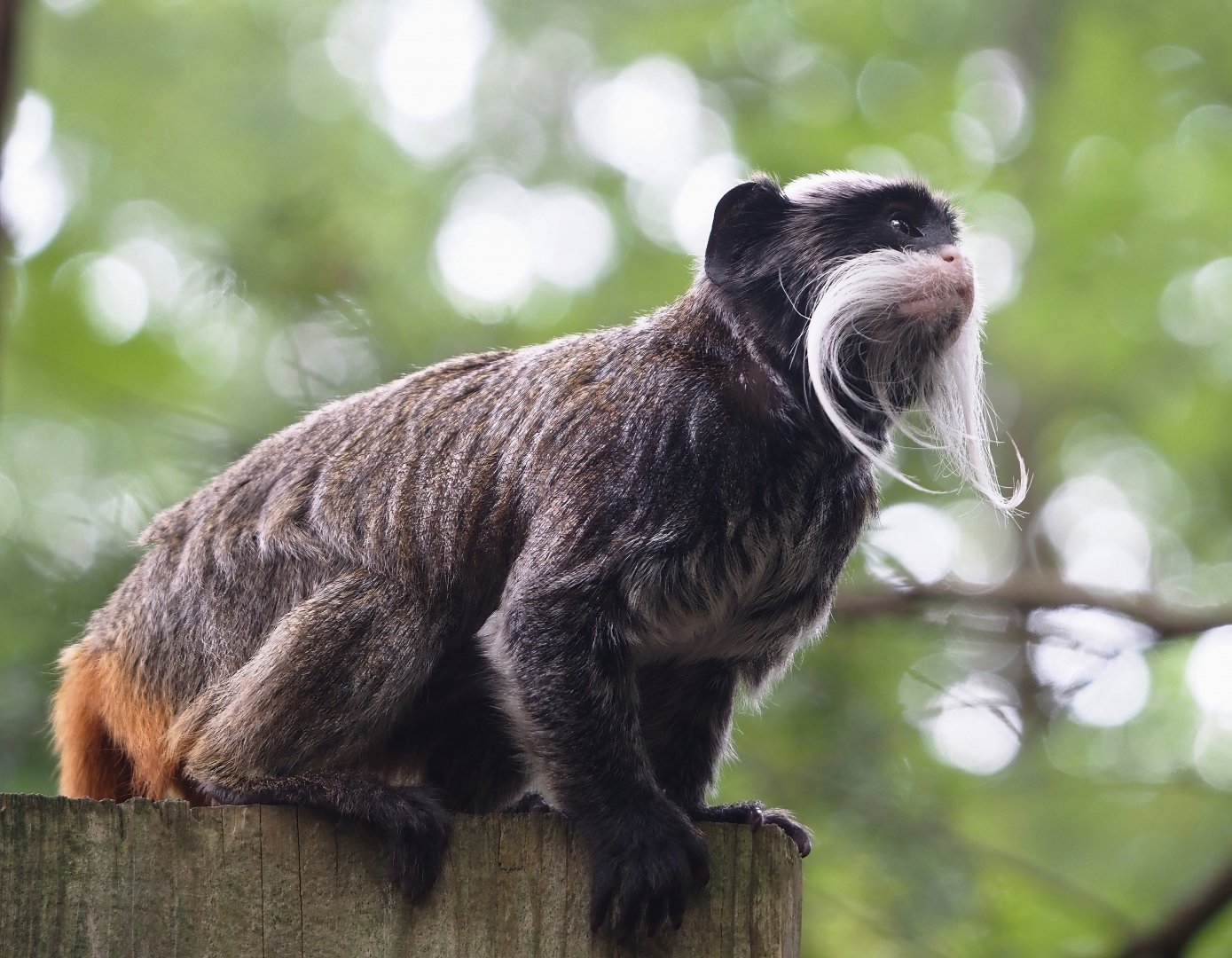 Bearded emperor tamarin (Saguinus imperator subgrisescens), 2024-08-18