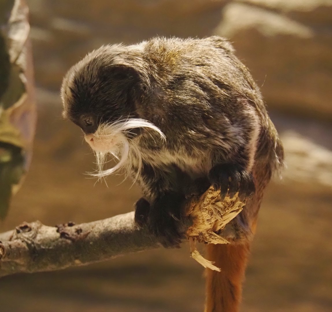 Bearded emperor tamarin (Saguinus imperator subgrisescens), 2025-01-04